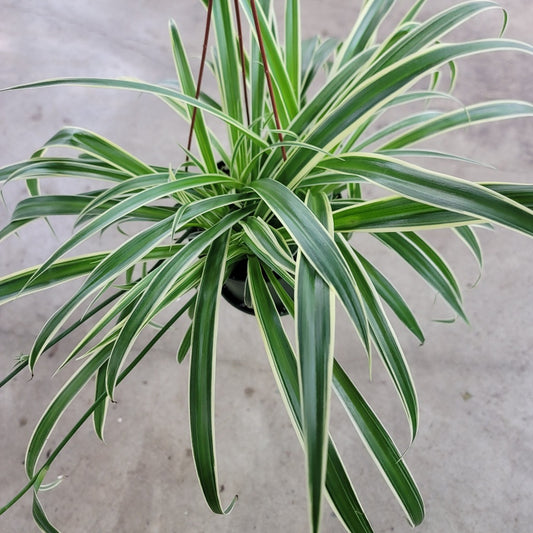 HANGING PLANTS - Chlorophytum Comosum 'Ocean'  - 6"