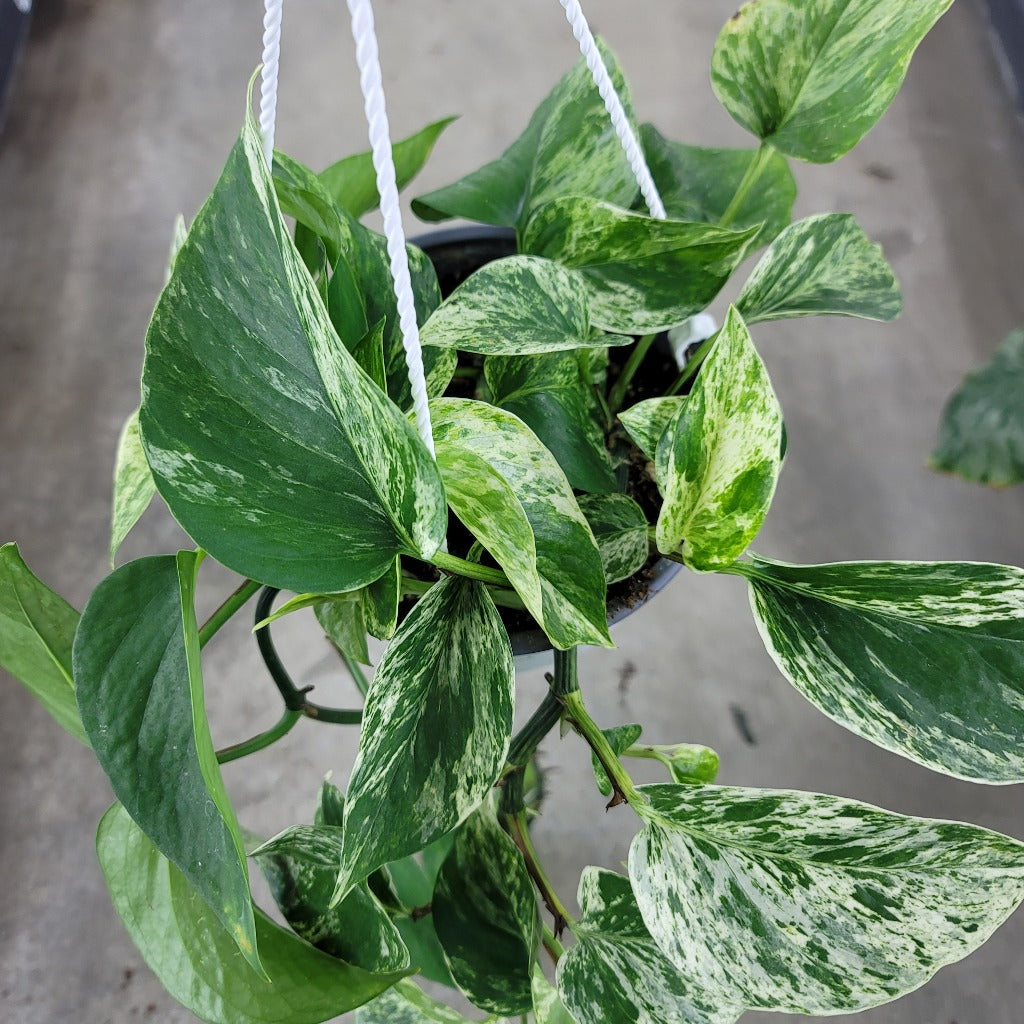 HANGING PLANTS - EPIPREMNUM MARBLE QUEEN POTHOS - 6" HB