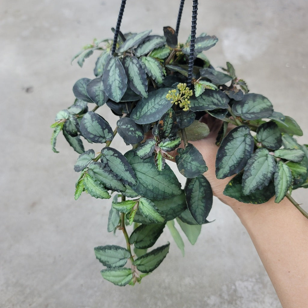 HANGING PLANTS - Pellionia Repens