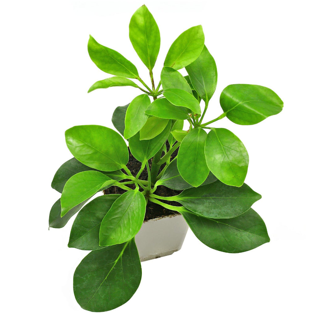 Schefflera mini arboricola - 4"