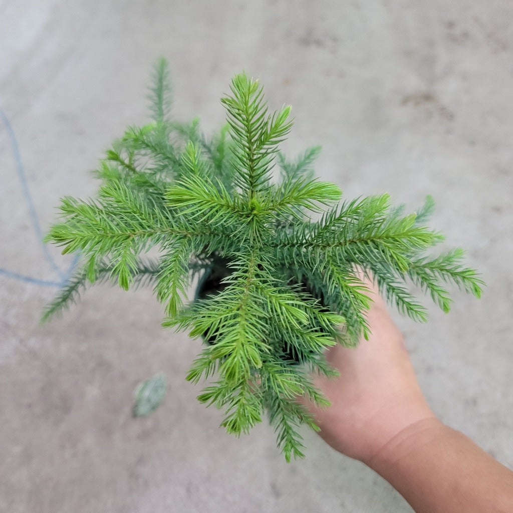 HIGH LIGHT PLANTS - Araucaria Heterophylla - 4"
