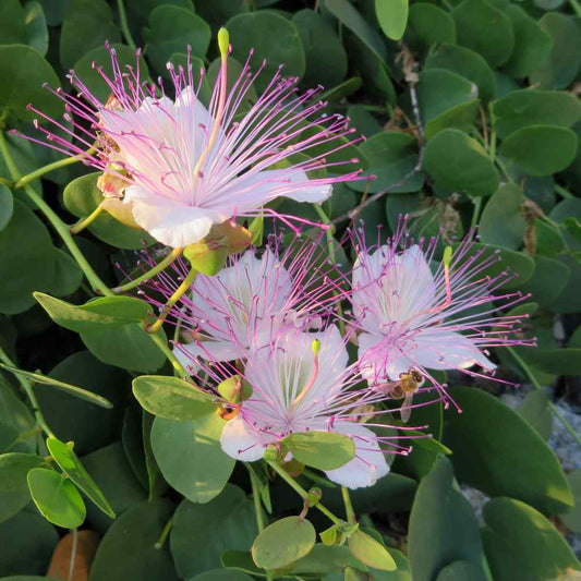HIGH LIGHT PLANTS - Capparis Spinosa - 4"