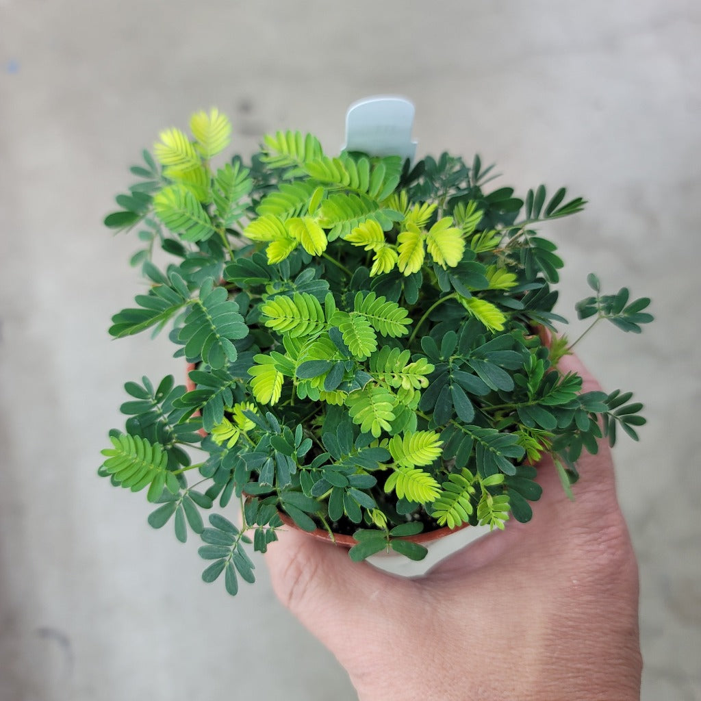 HIGH LIGHT PLANTS - Mimosa Pudica - 4"