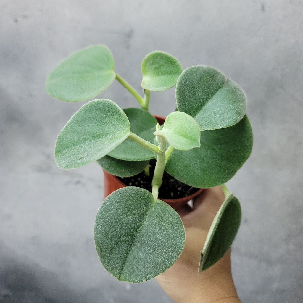 HIGH LIGHT PLANTS - PEPEROMIA INCANA - 4"