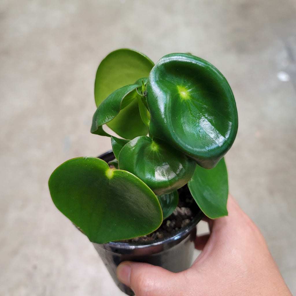 HIGH LIGHT PLANTS - PEPEROMIA POLYBOTRYA (RAINDROP) - 4"