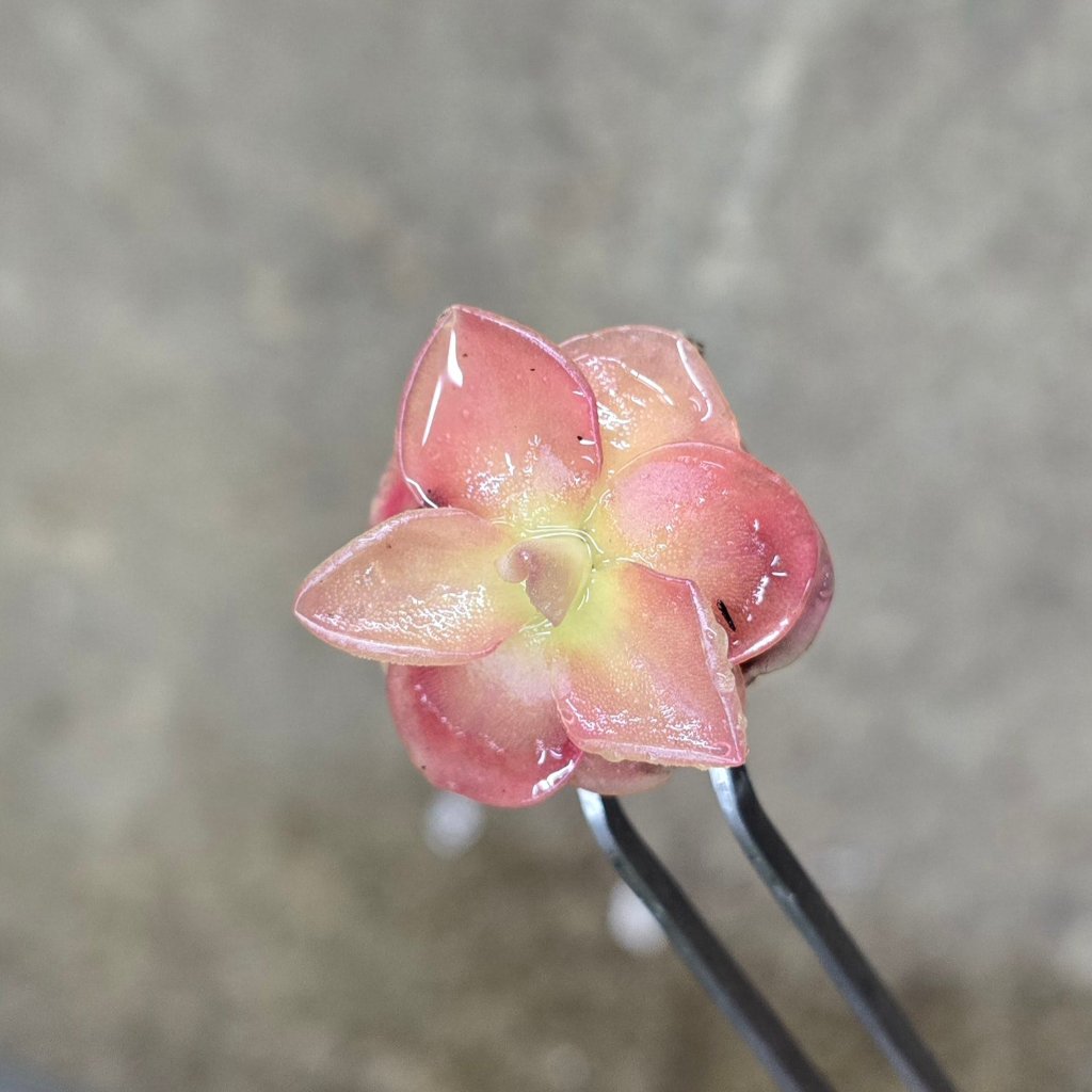 HIGH LIGHT PLANTS - Pinguicula Sethos - 2"