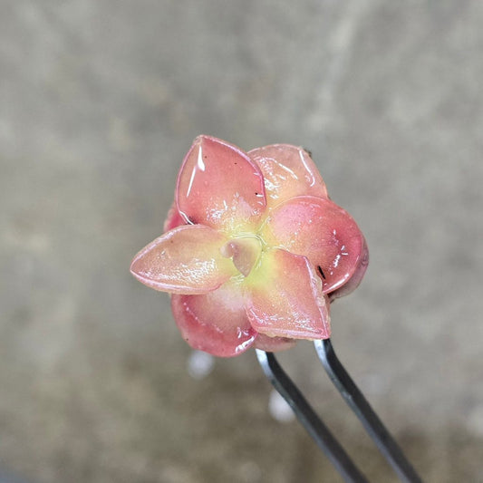 HIGH LIGHT PLANTS - Pinguicula Sethos - 2"