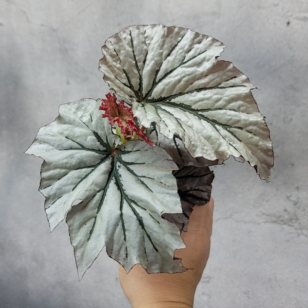 HOUSEPLANTS - BEGONIA LOOKING GLASS - 4"