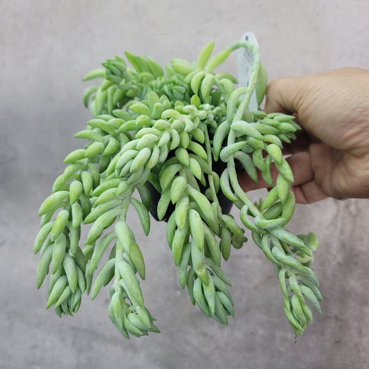 HOUSEPLANTS - BURRO'S TAIL SUCCULENT - 4"