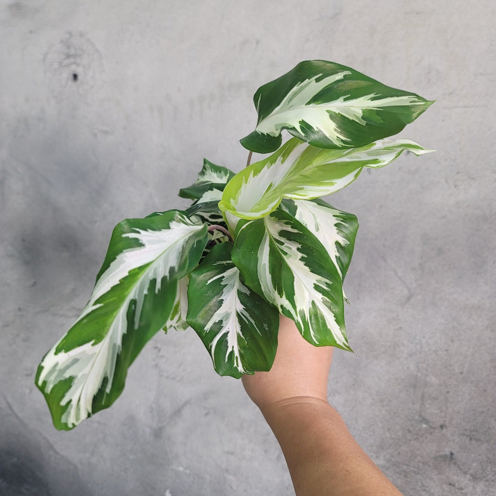 HOUSEPLANTS - CALATHEA STELLA - 4"
