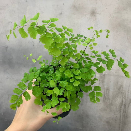 HOUSEPLANTS - MAIDENHAIR FERN - 4"