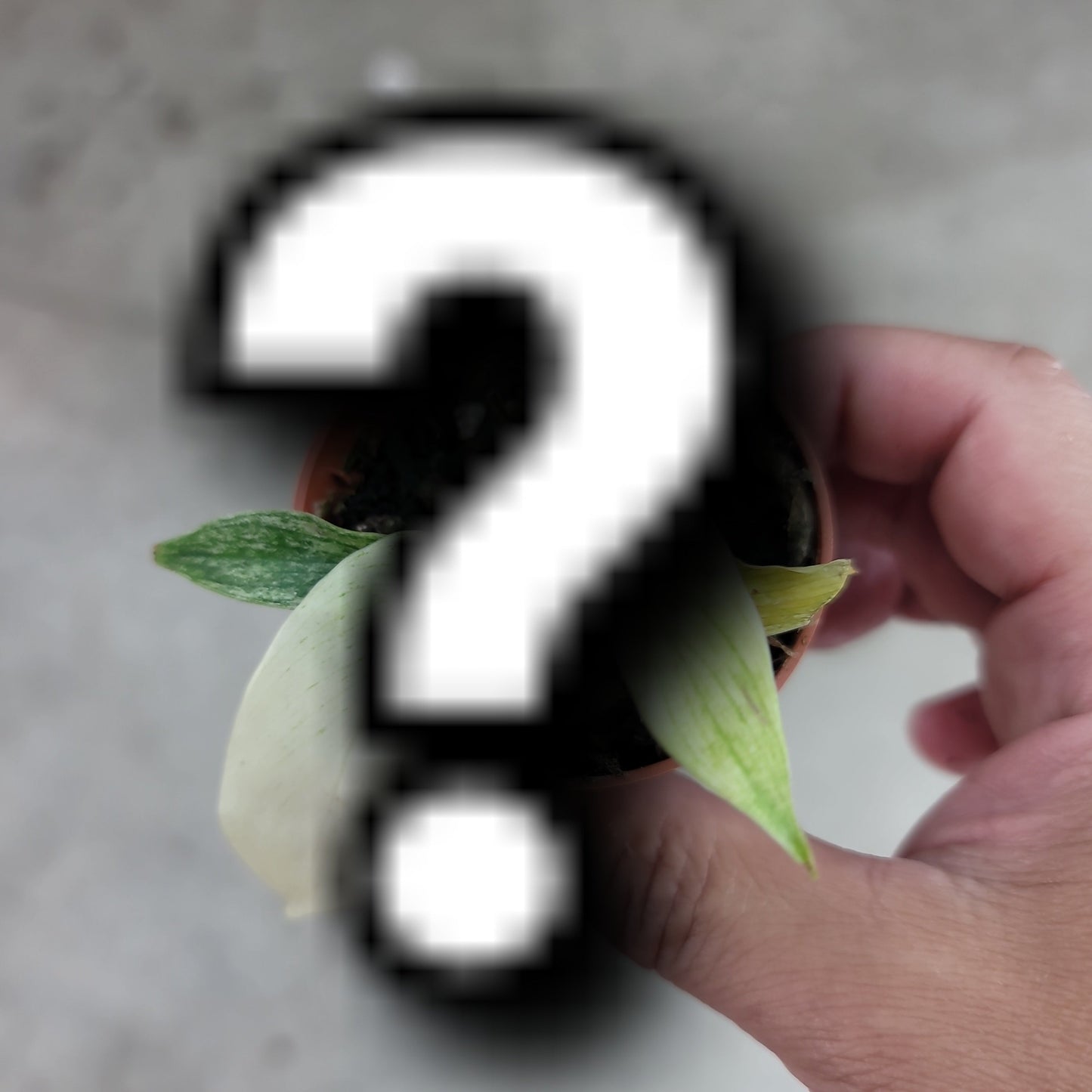 HOUSEPLANTS - MYSTERY PLANT - $10