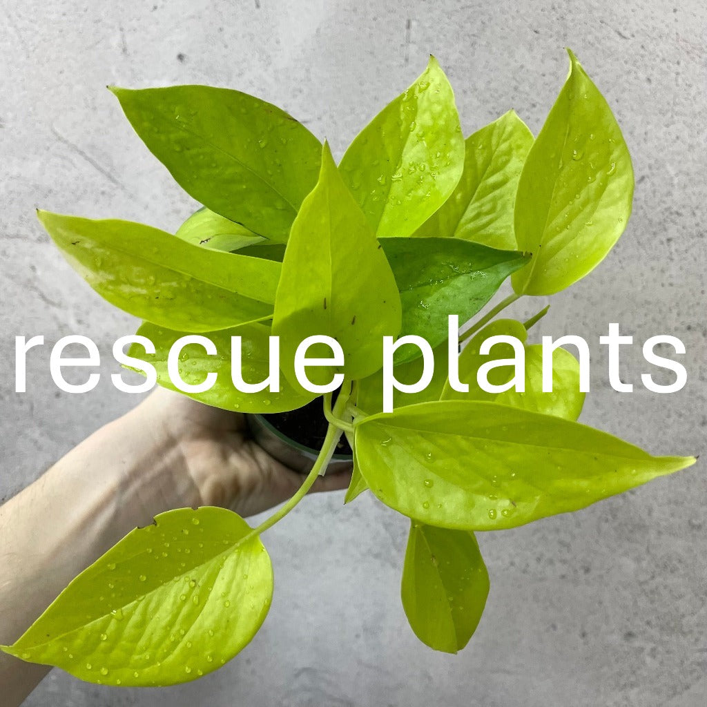 Epipremnum aureum 'Neon' - 4" (rescue)