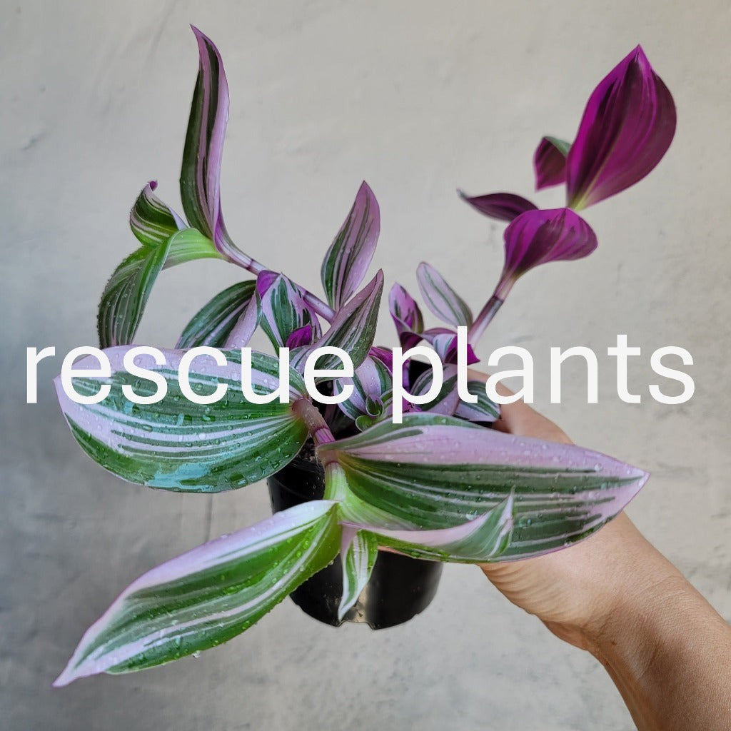 Tradescantia nanouk - 4"(rescue)