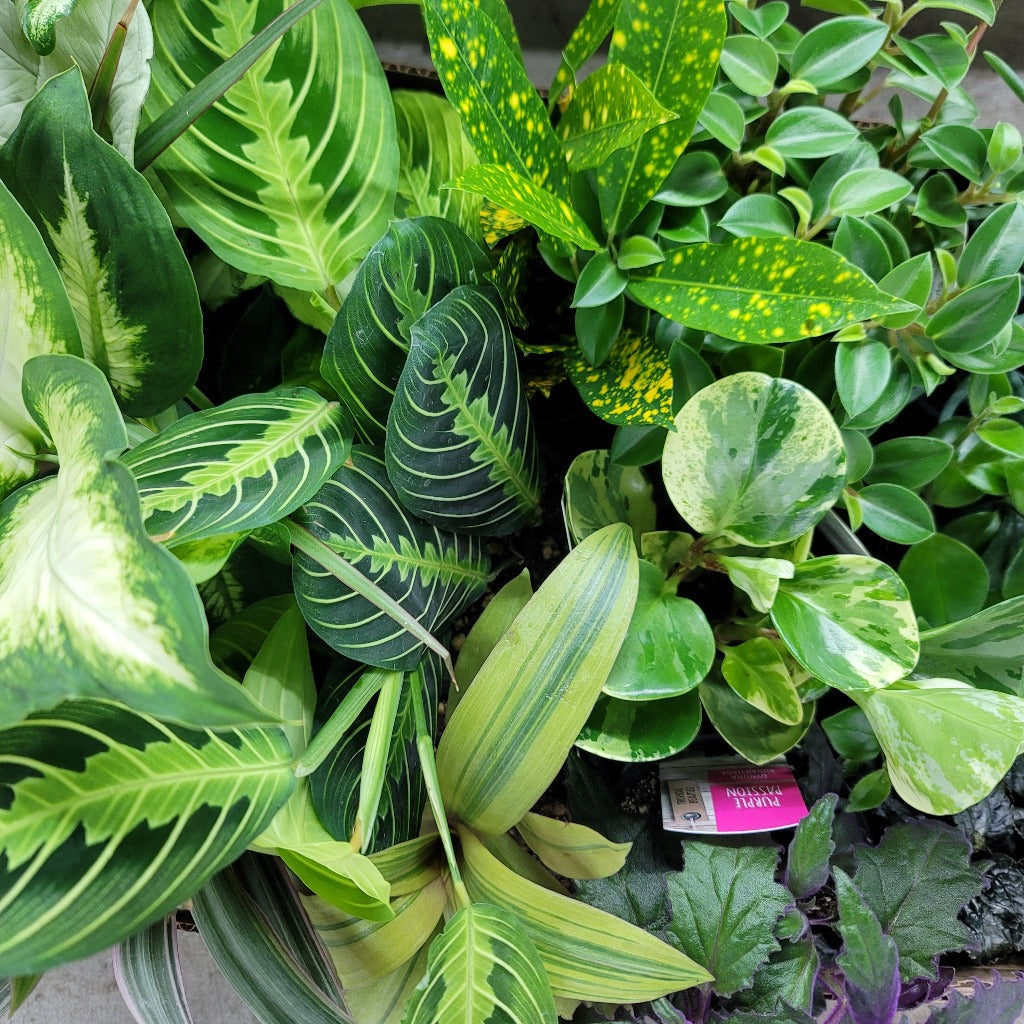 HOUSEPLANTS - Tropical Foliage - Assorted 4"