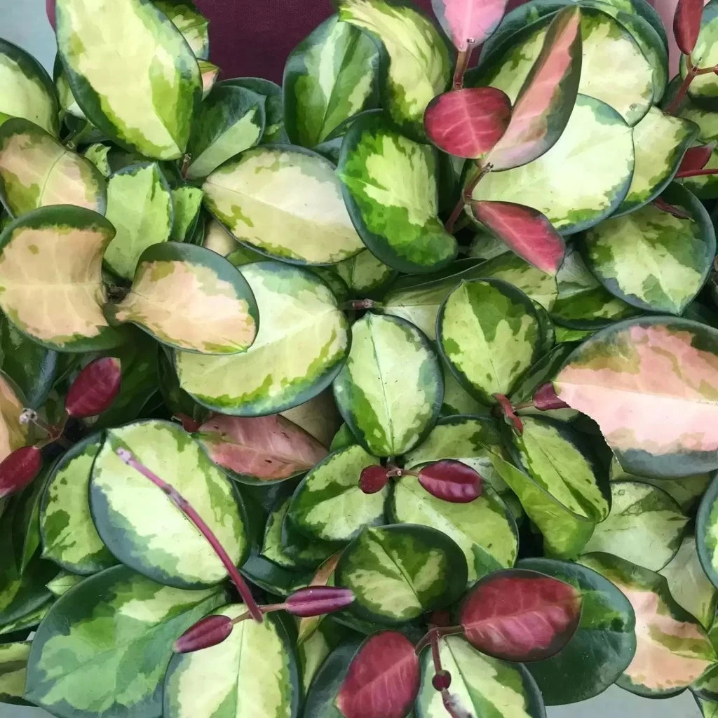 Hoya australis variegated - 4"