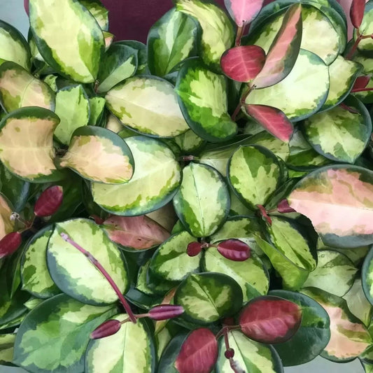 Hoya australis variegated - 4"