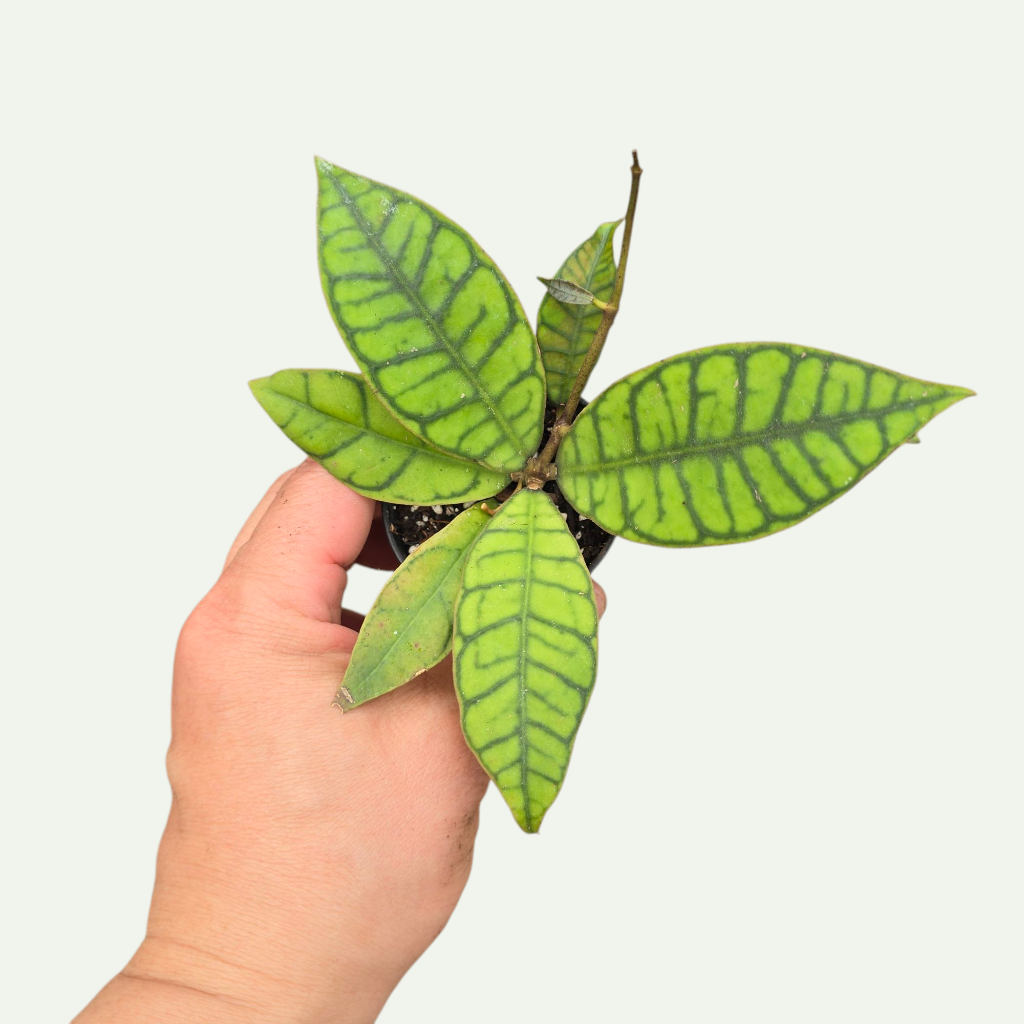 HOYA - Hoya Callistophylla 'Kalimantan' - 2"