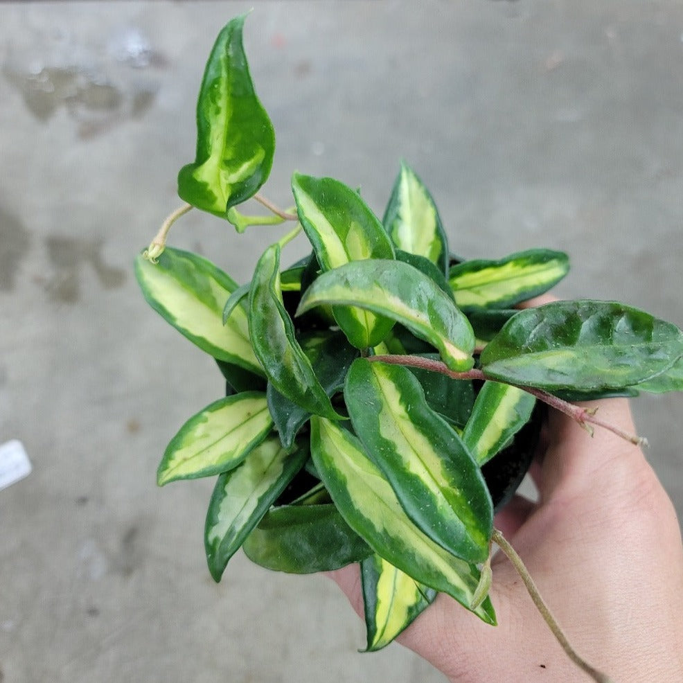 HOYA - Hoya Carnosa 'Krimson Princess' - 4"