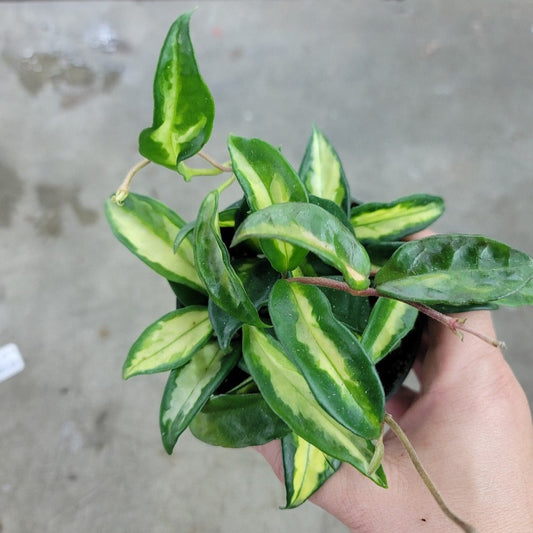 HOYA - Hoya Carnosa 'Krimson Princess' - 4"