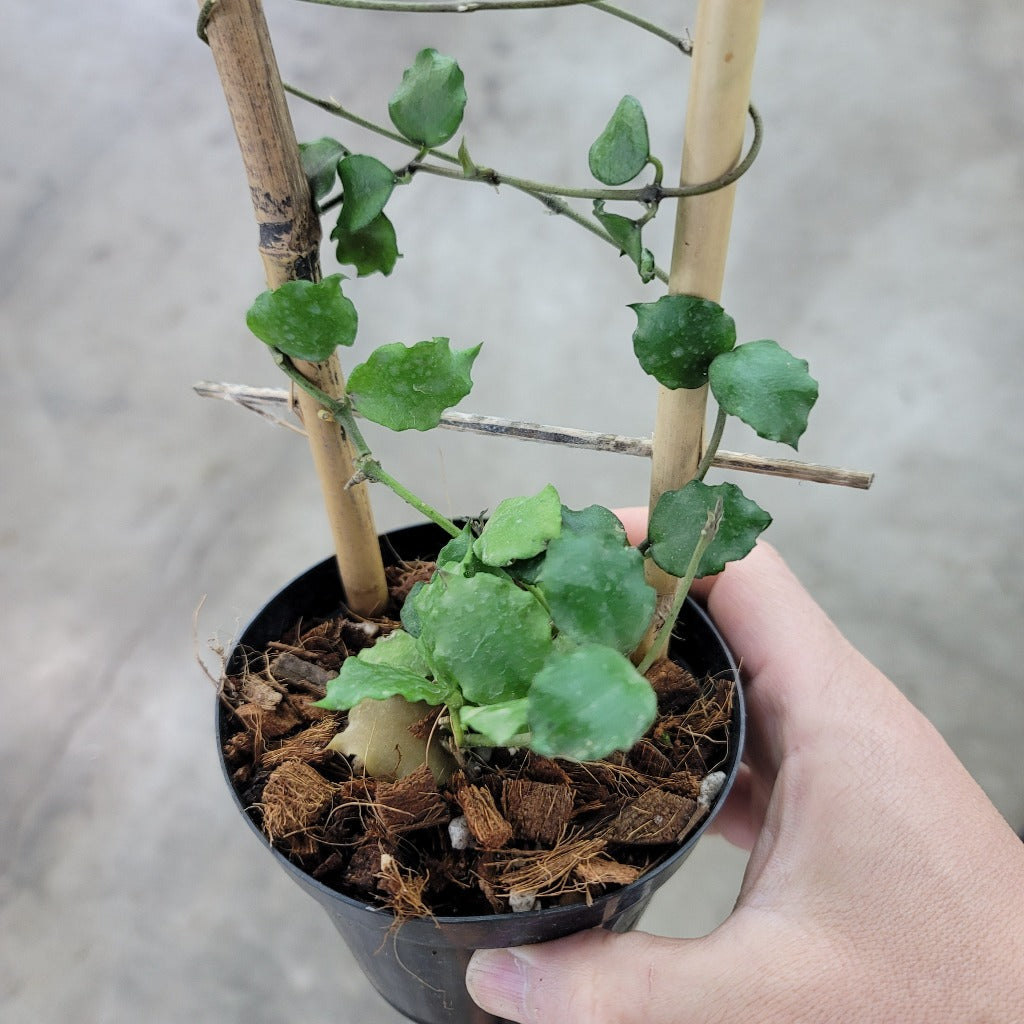 HOYA - Hoya Endauensis - 4"