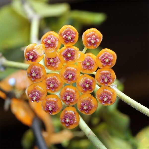 HOYA - Hoya Endauensis - 4"