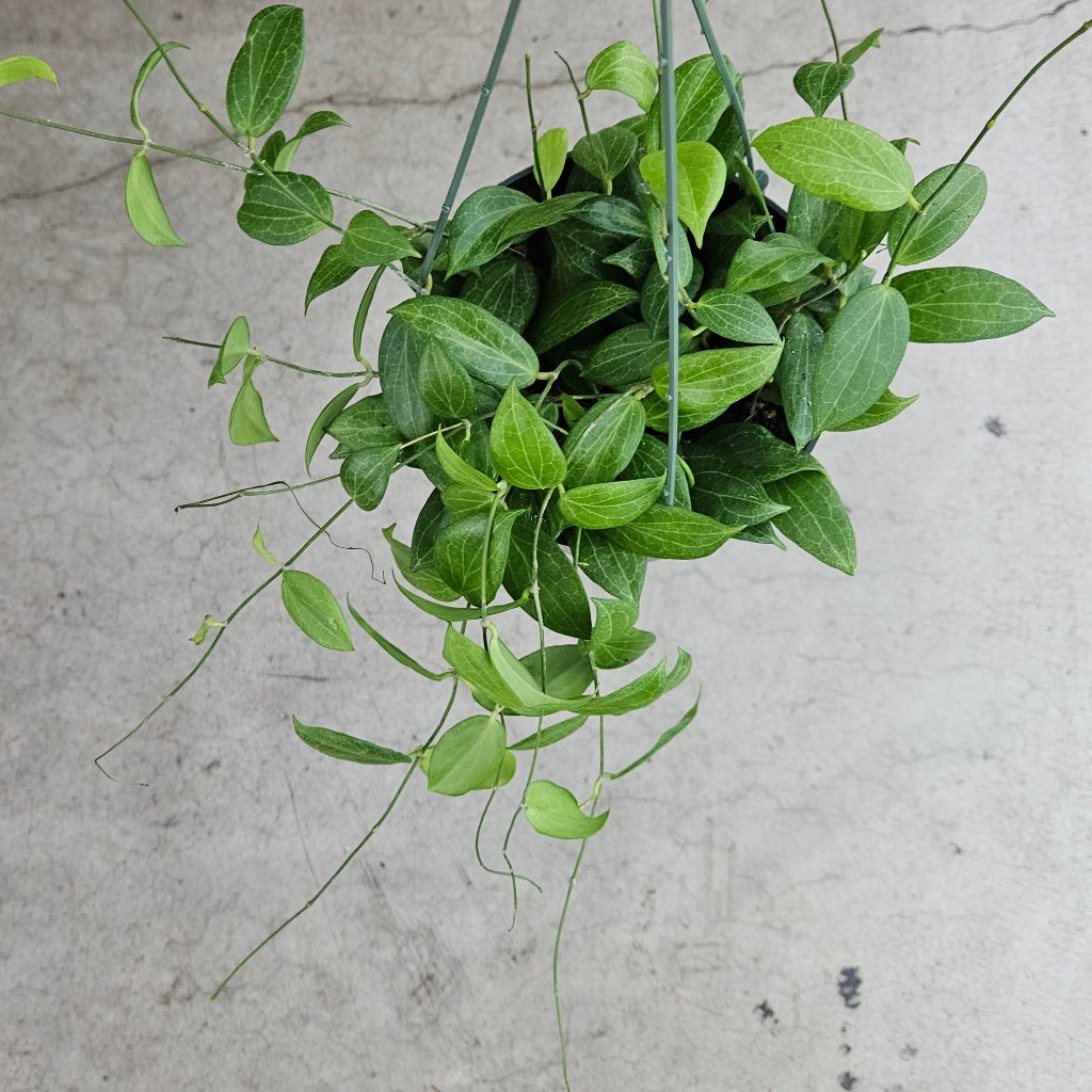 HOYA - Hoya Fitchii - HB 6"