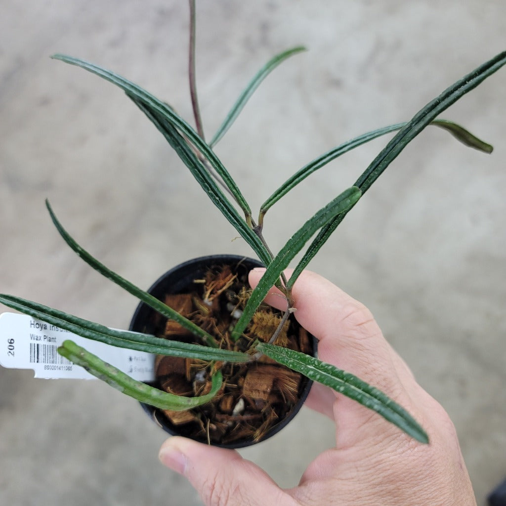 HOYA - Hoya Insularis - 3"