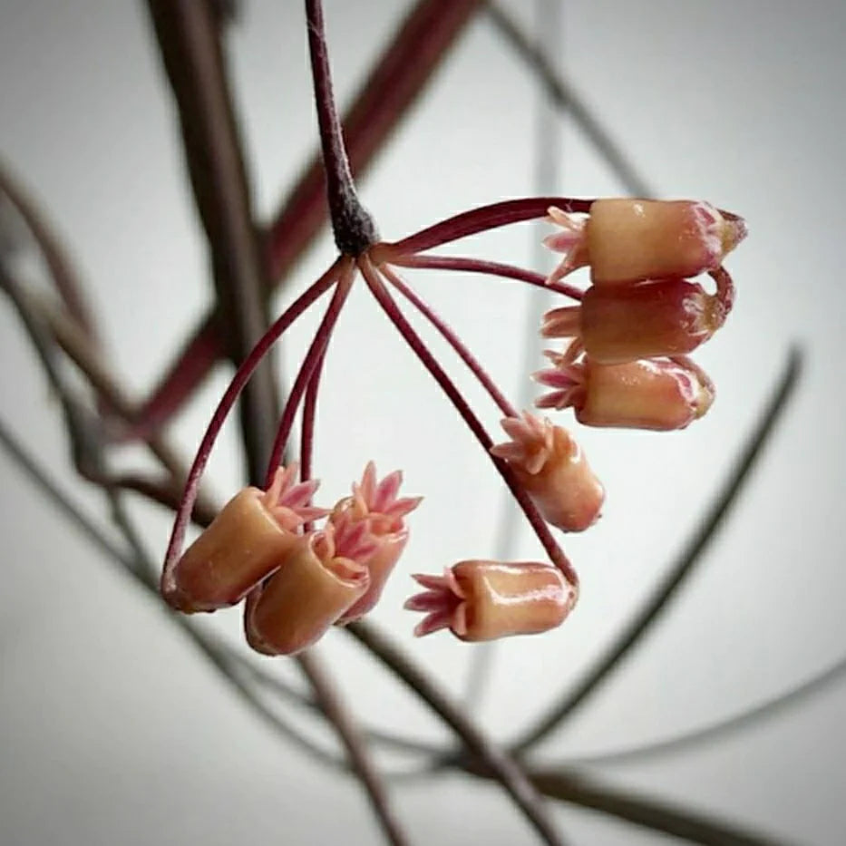 HOYA - Hoya Insularis - 3"