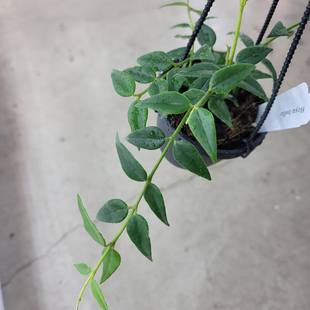 HOYA - Hoya Lanceolata 'Bella'