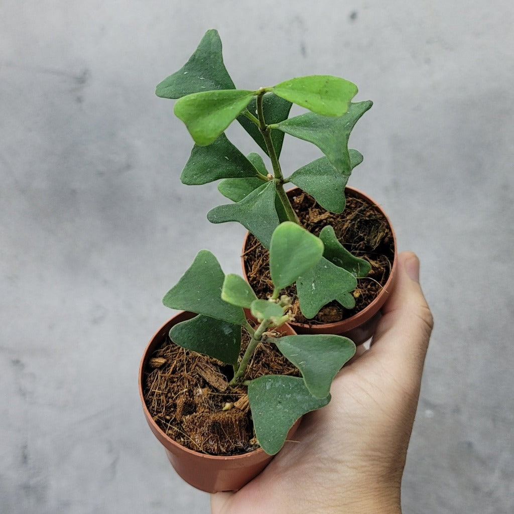 HOYA - HOYA MANIPURENSIS - 2"