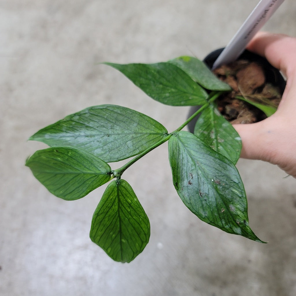 HOYA - Hoya Polyneura - 3"
