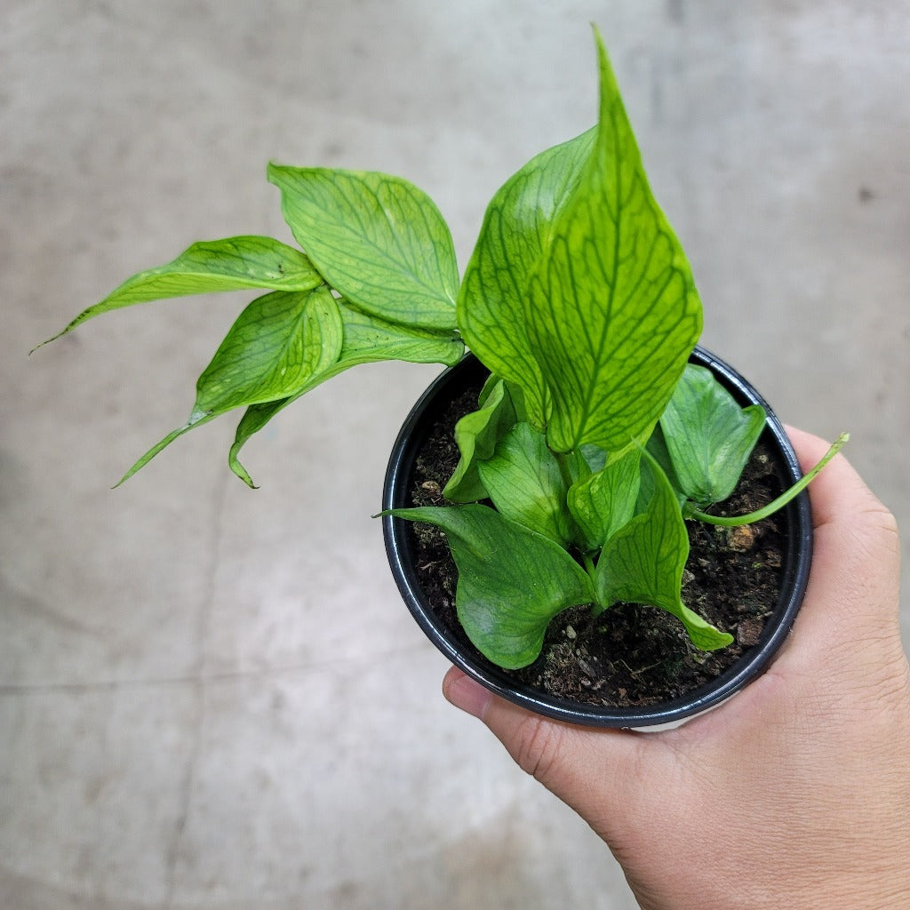 HOYA - HOYA POLYNEURA - 4"