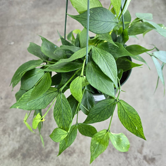 HOYA - Hoya Polyneura - 6"