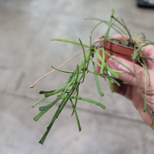 HOYA - Hoya Retusa - 2"