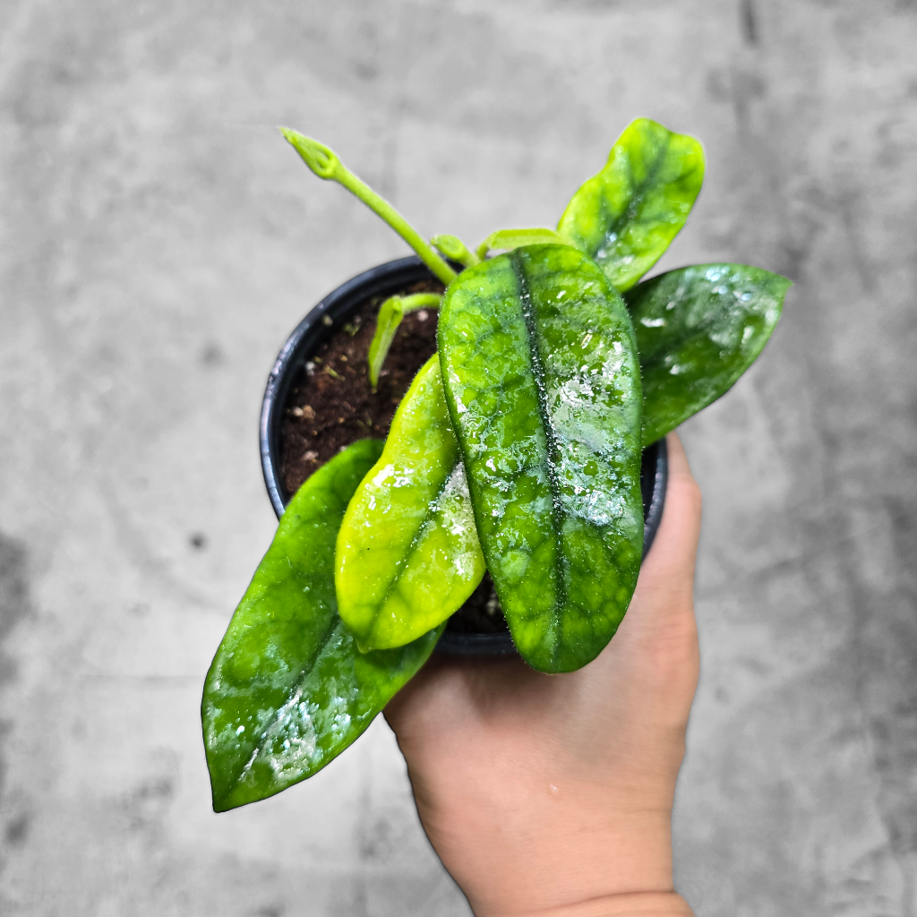 HOYA - Hoya Villosa - 4"