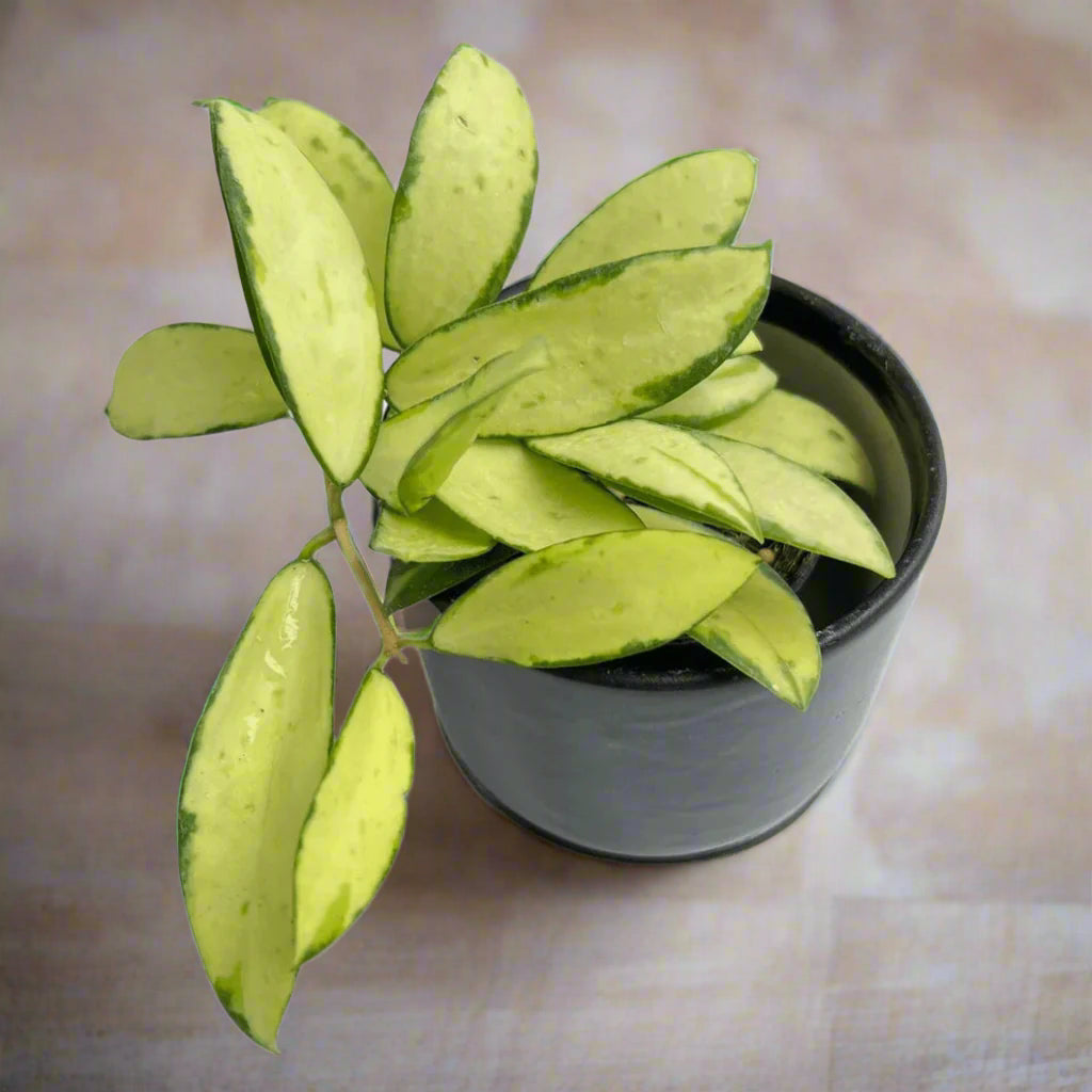 Hoya acuta 'Inner Variegated' - HB 4"