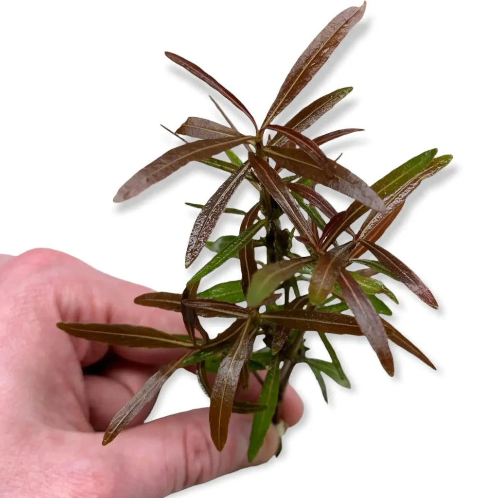 Hygro Araguaia - 2"