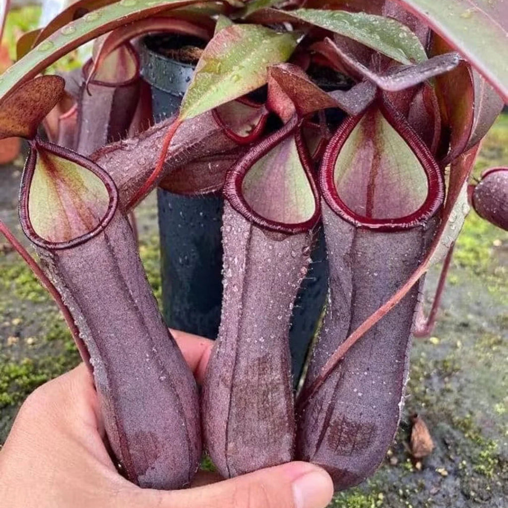 Nepenthes 'Rebecca Soper - 2"