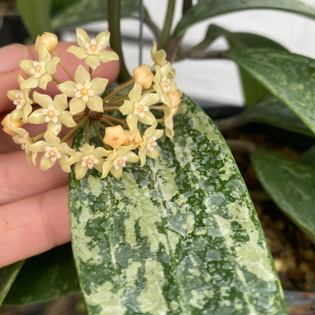 Hoya rangsan splash - 2"