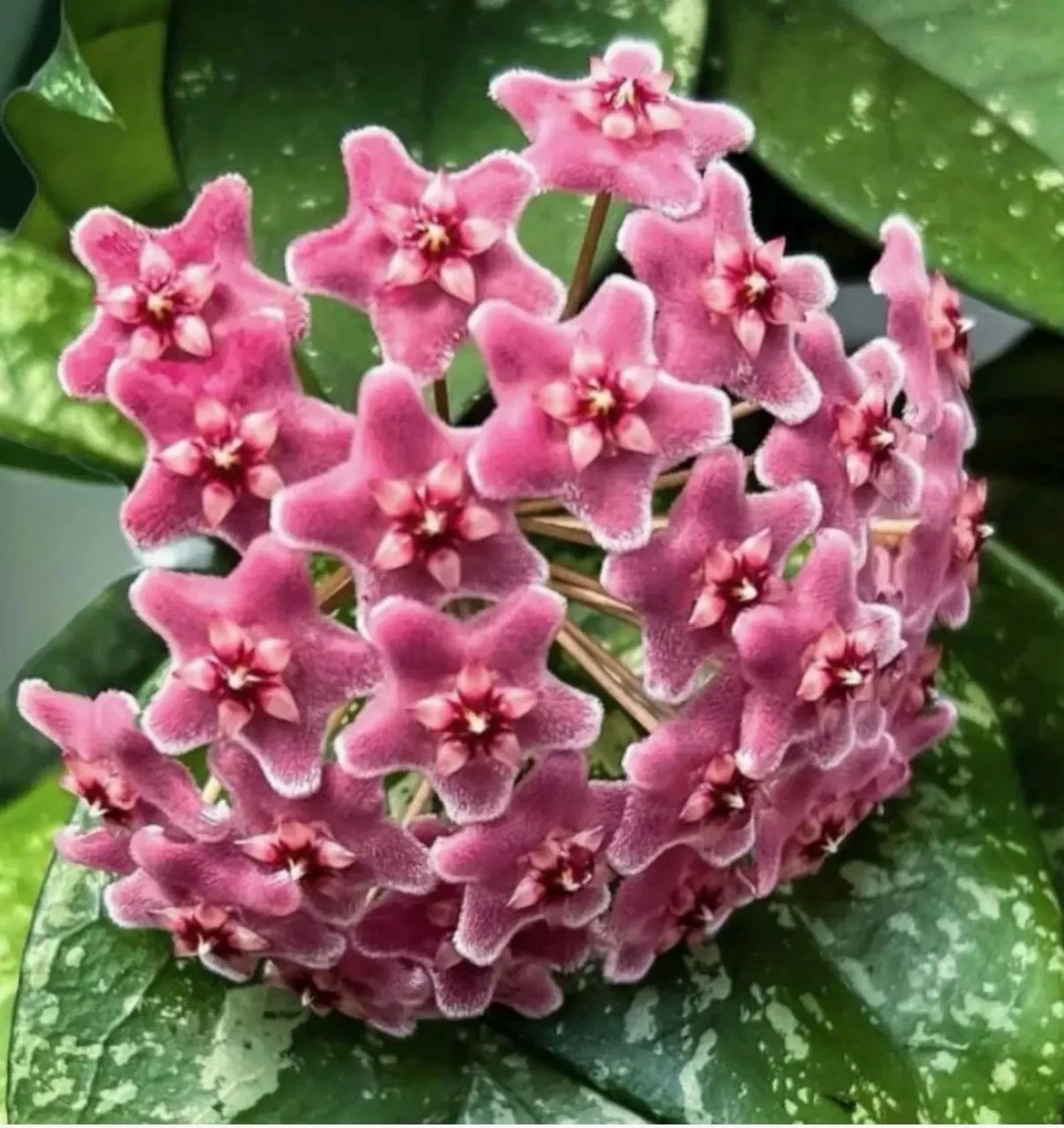 Hoya fungii x pubicalyx - HB