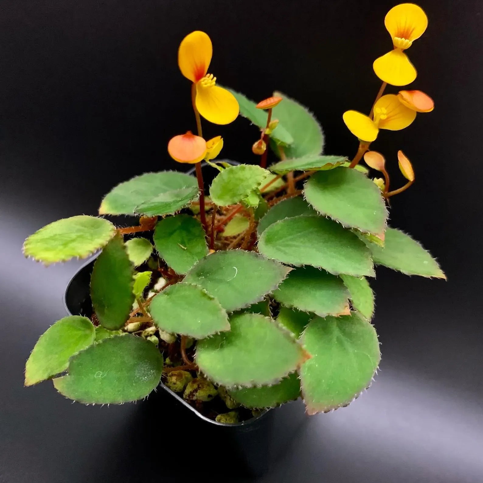 Begonia vankerckhvovenii - 2" cup