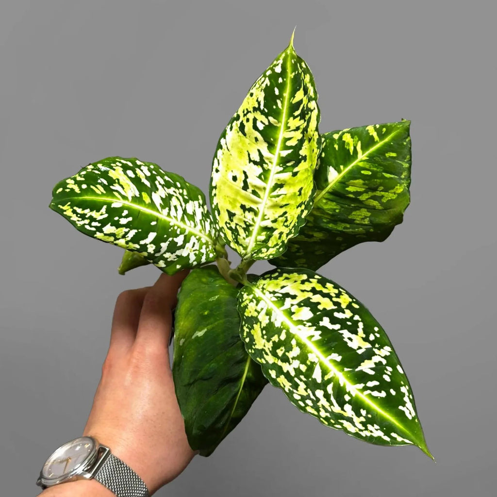 Dieffenbachia 'Cheetah' - 6"