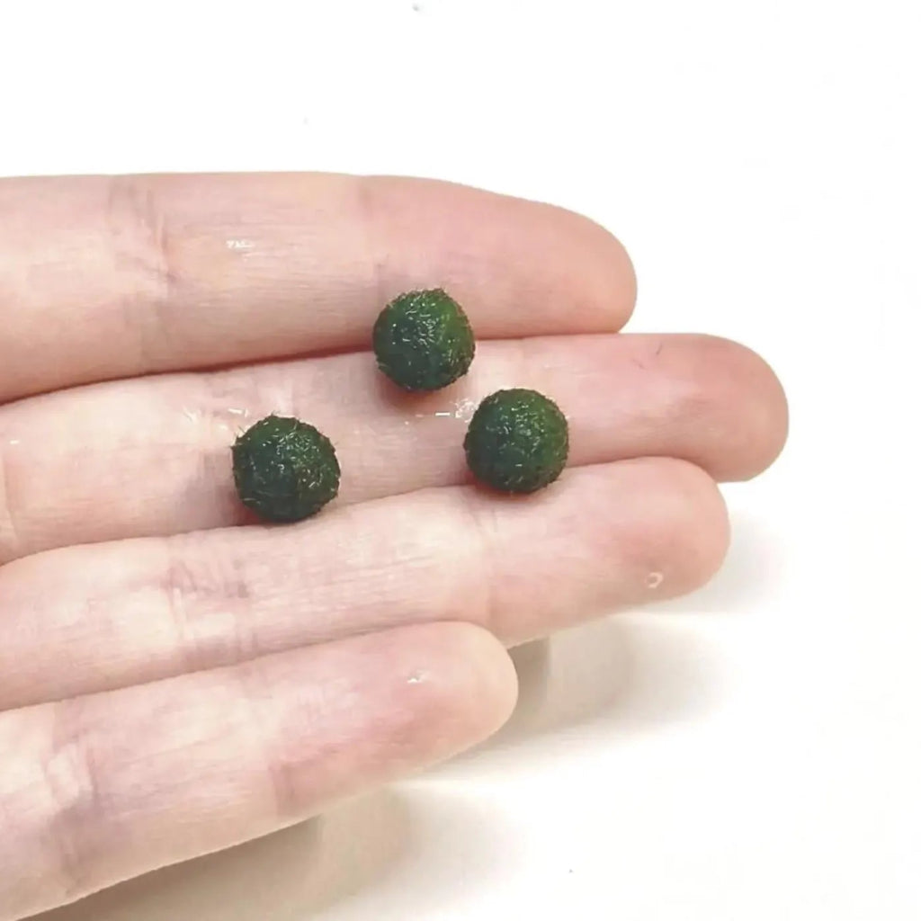 Marimo Moss Ball (mini)