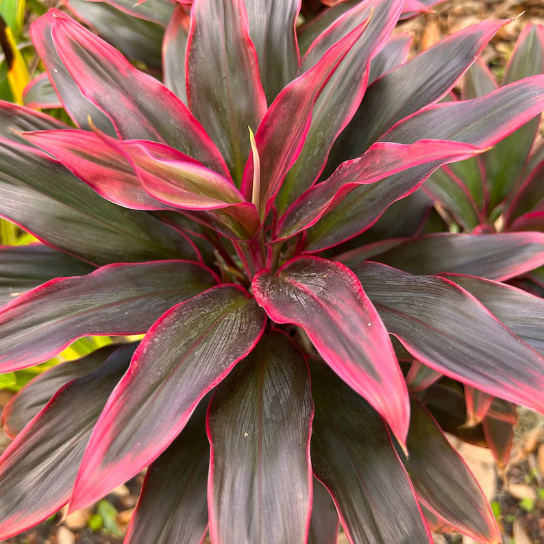 Cordyline fruticosa 'Red Hawaiian Compacta' - 6"