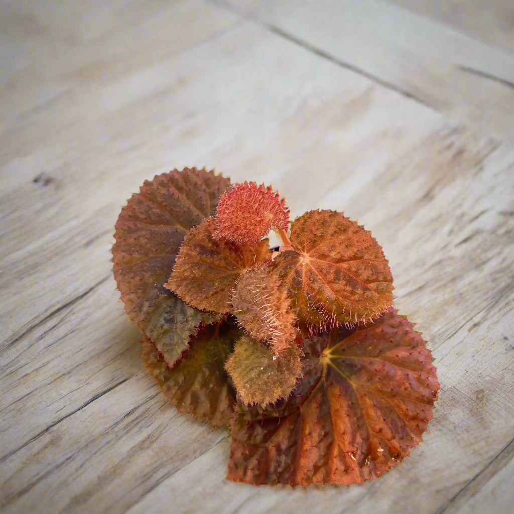 Begonia 'Ruby Dragon' - 4"