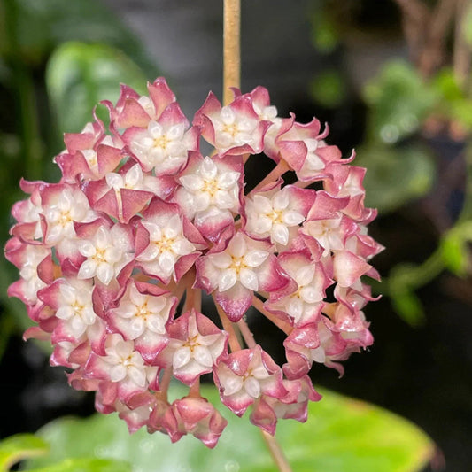 Hoya 'Jennifer' - 4"