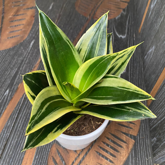 Sansevieria Hahnii Glimmering Star - 4"