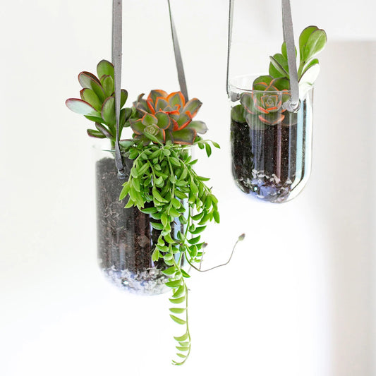 Glass Capsule Hanging Planter - 6"