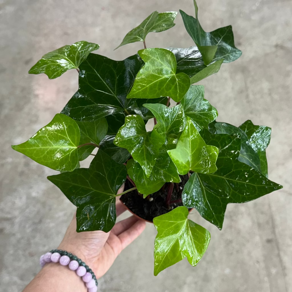Hedera algeriensis - 4"